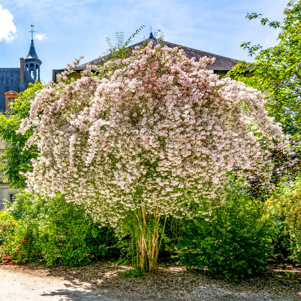 Perlmuttstrauch - Kolkwitzia amabilis Pink Cloud