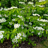 Viburnum plicatum 'watanabe' - Japanischer Schneeball - Viburnum