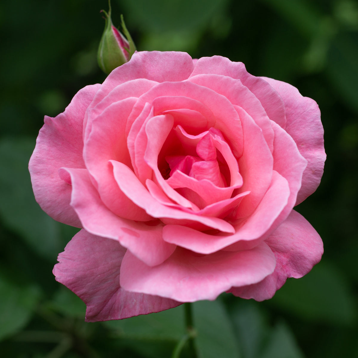 Rosa Queen Elisabeth - Rose Queen Elisabeth - Rosen