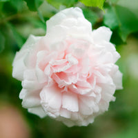 Rosa grimpant mme alfred carrière - Kletterrose Madame Alfred Carrière - Kletterrosen