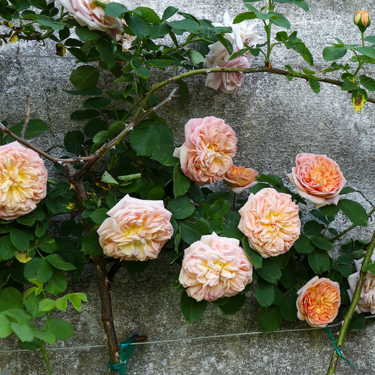 Kletterrose Gloire de Dijon - Bakker