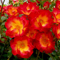 Rosenstrauch Summer of Love® - Bakker