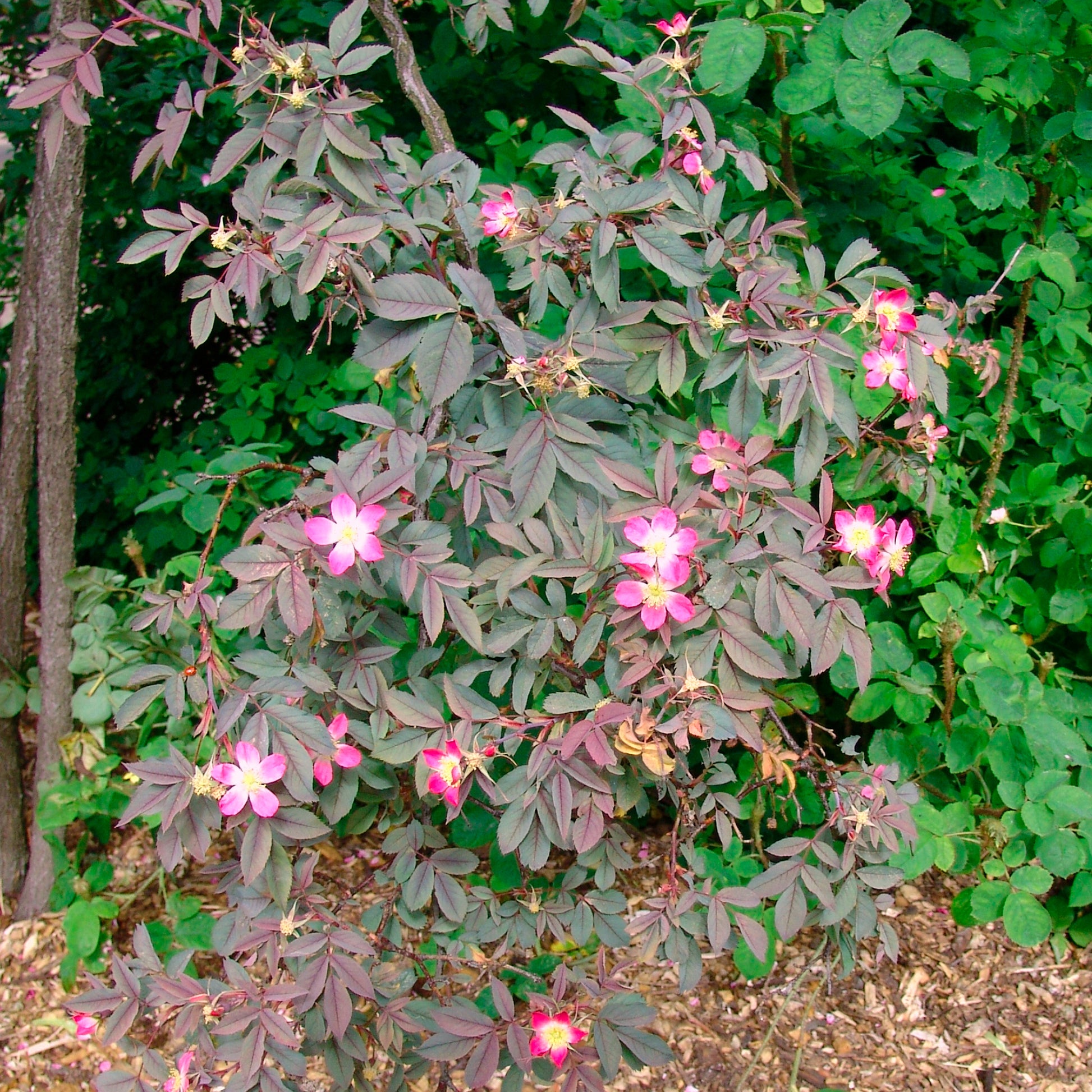 Rotblatt-Rose Glauca - Rosa glauca