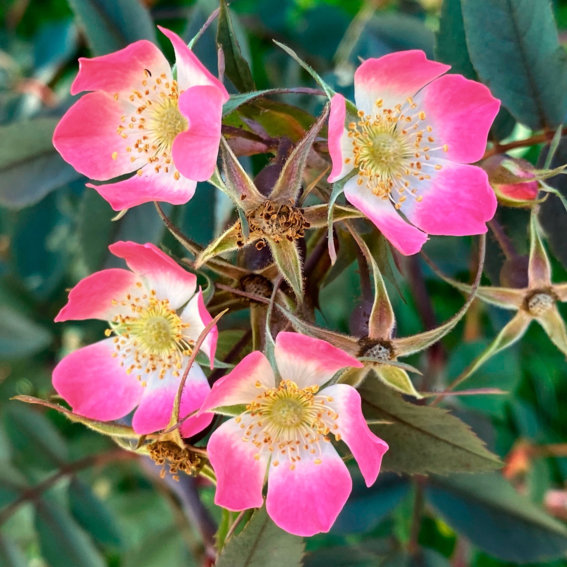 Rotblatt-Rose Glauca - Rosa glauca