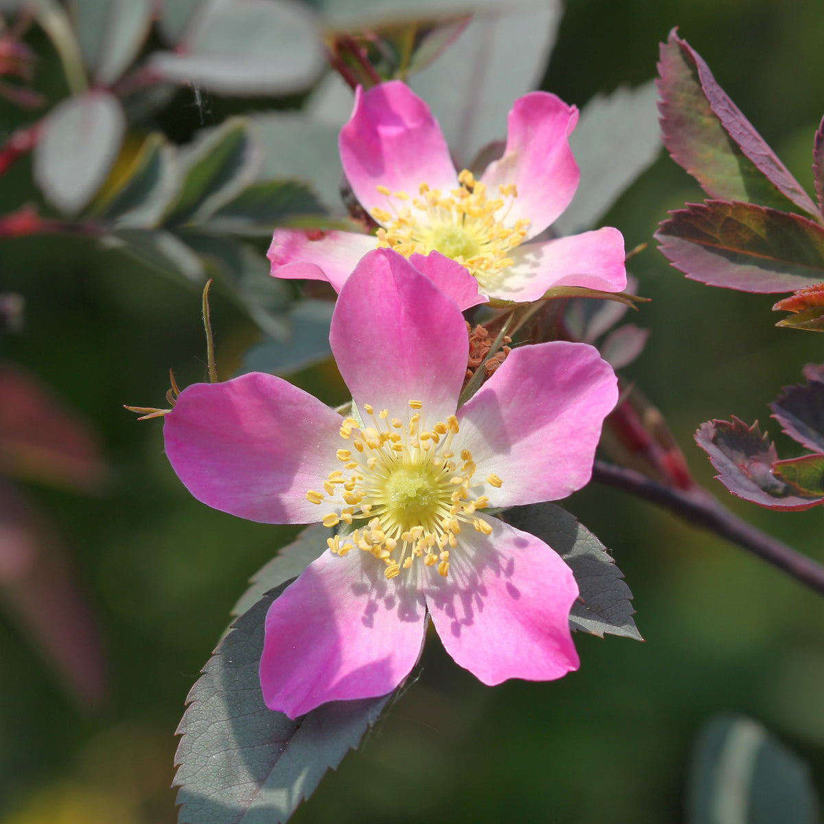 Rosen - Rotblatt-Rose Glauca - Rosa glauca