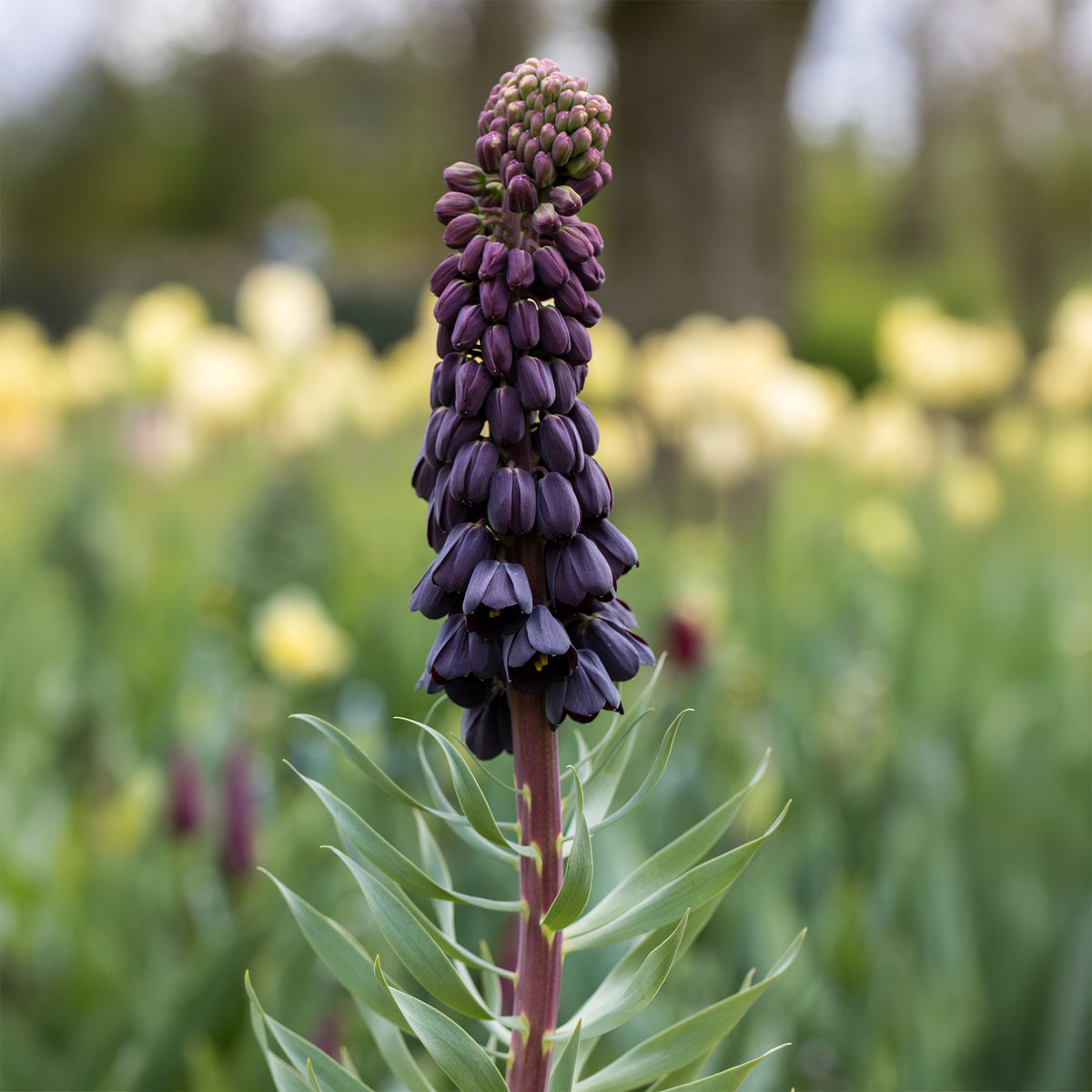 Verkauf Persische Schachblume - Fritillaria persica