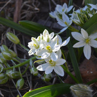 Ornithogalum balansae - Milchstern (x20) - Frühlingszwiebeln