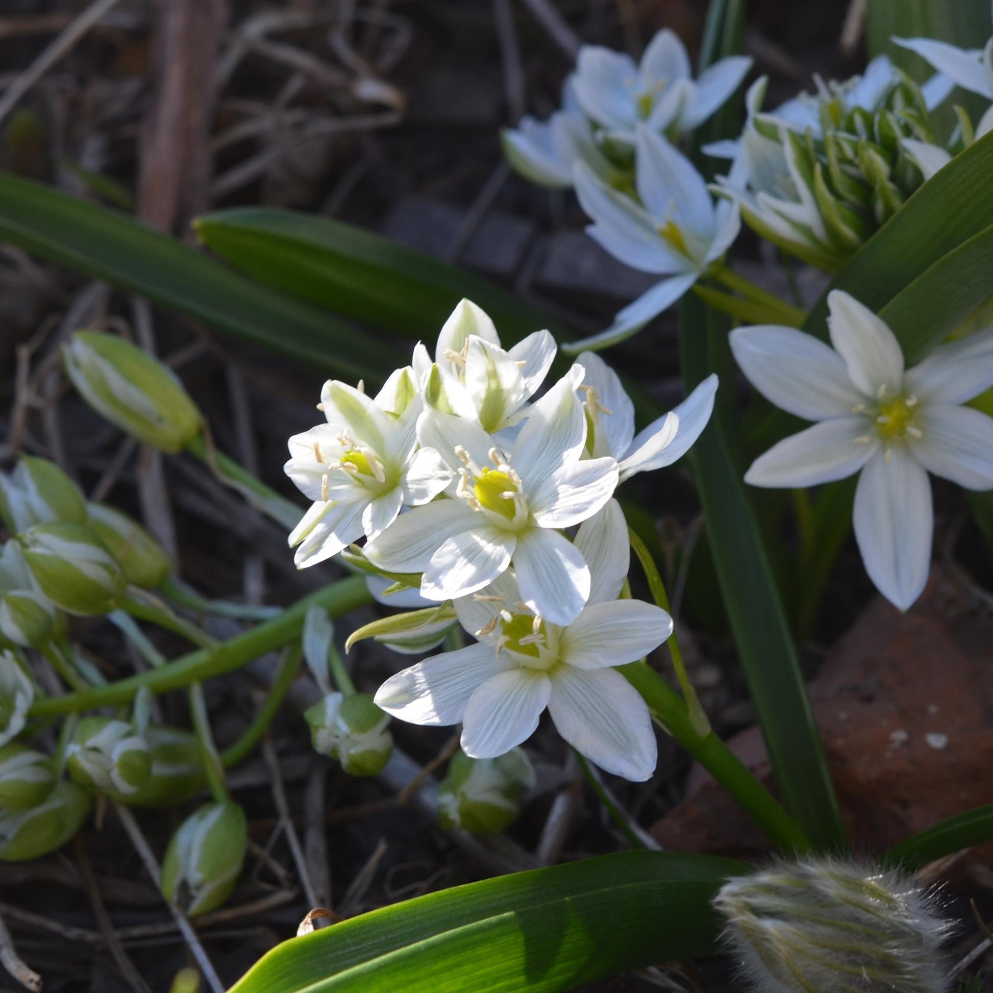 Ornithogalum balansae - Milchstern (x20) - Frühlingszwiebeln