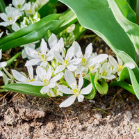 Verkauf Milchstern (x20) - Ornithogalum balansae