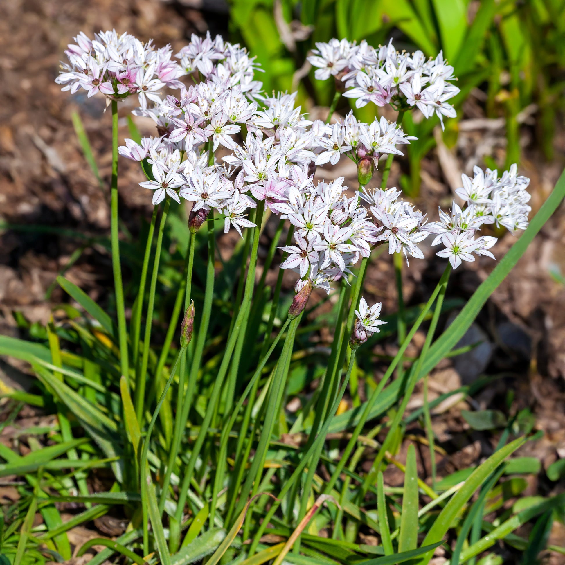 Allium cameleon - Allium Caméléon (x25) - Allium-Zwiebeln