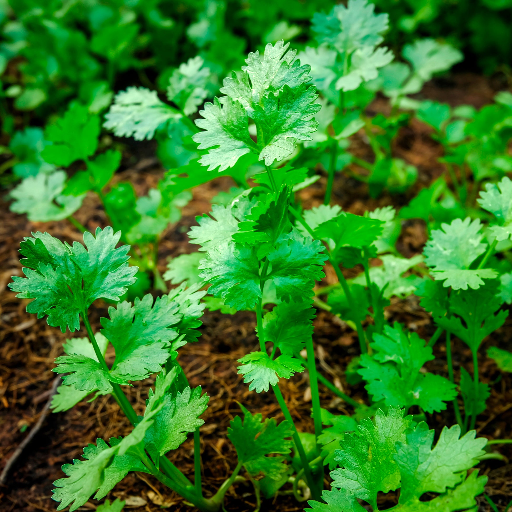 Saatgut Koriander - Coriandrum sativum