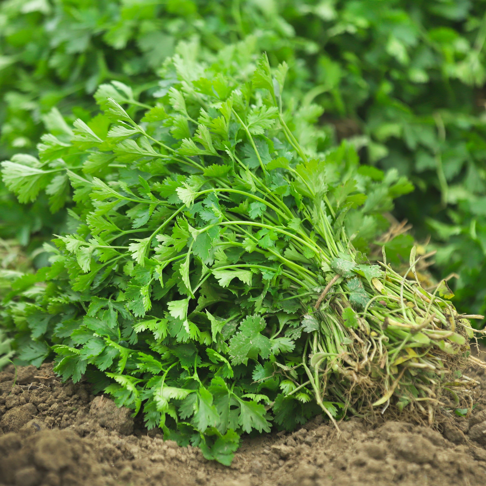 Saatgut Koriander - Coriandrum sativum