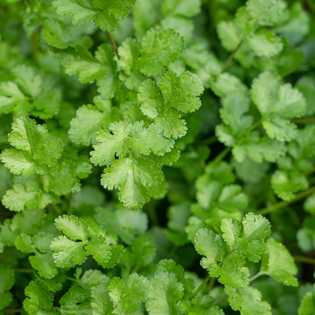 Saatgut Koriander - Coriandrum sativum