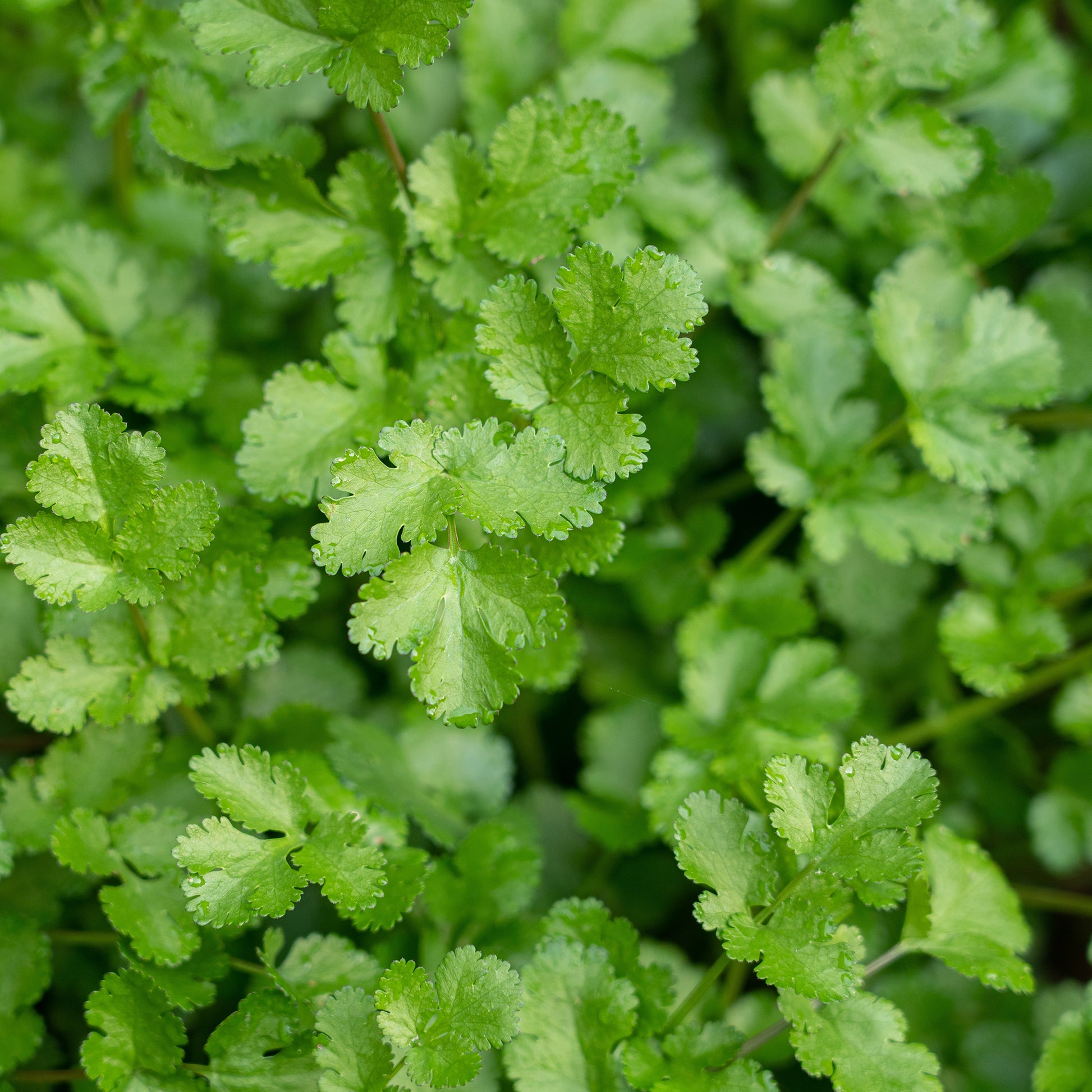 Saatgut Koriander - Coriandrum sativum
