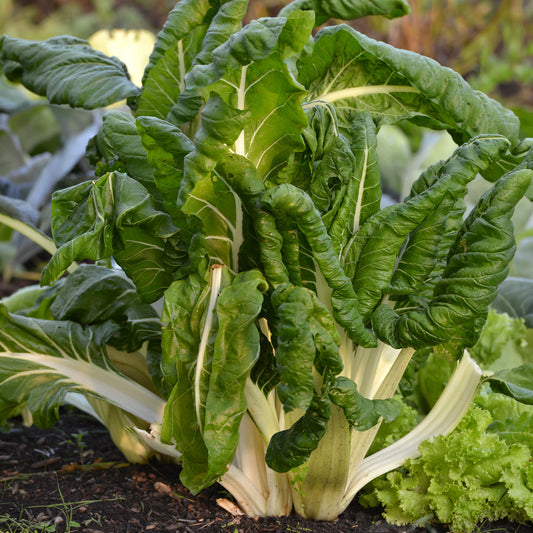 Mangold grün mit weißen Rippen Bio - Bakker