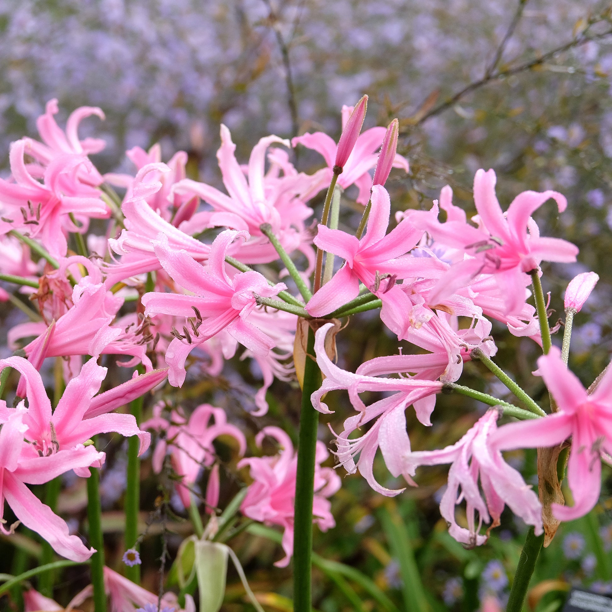 Amarine Belladiva Aphrodite (x4) - Amarine belladiva aphrodite - Bakker