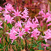 Verkauf Amarine Belladiva Aphrodite (x4) - Amarine belladiva aphrodite