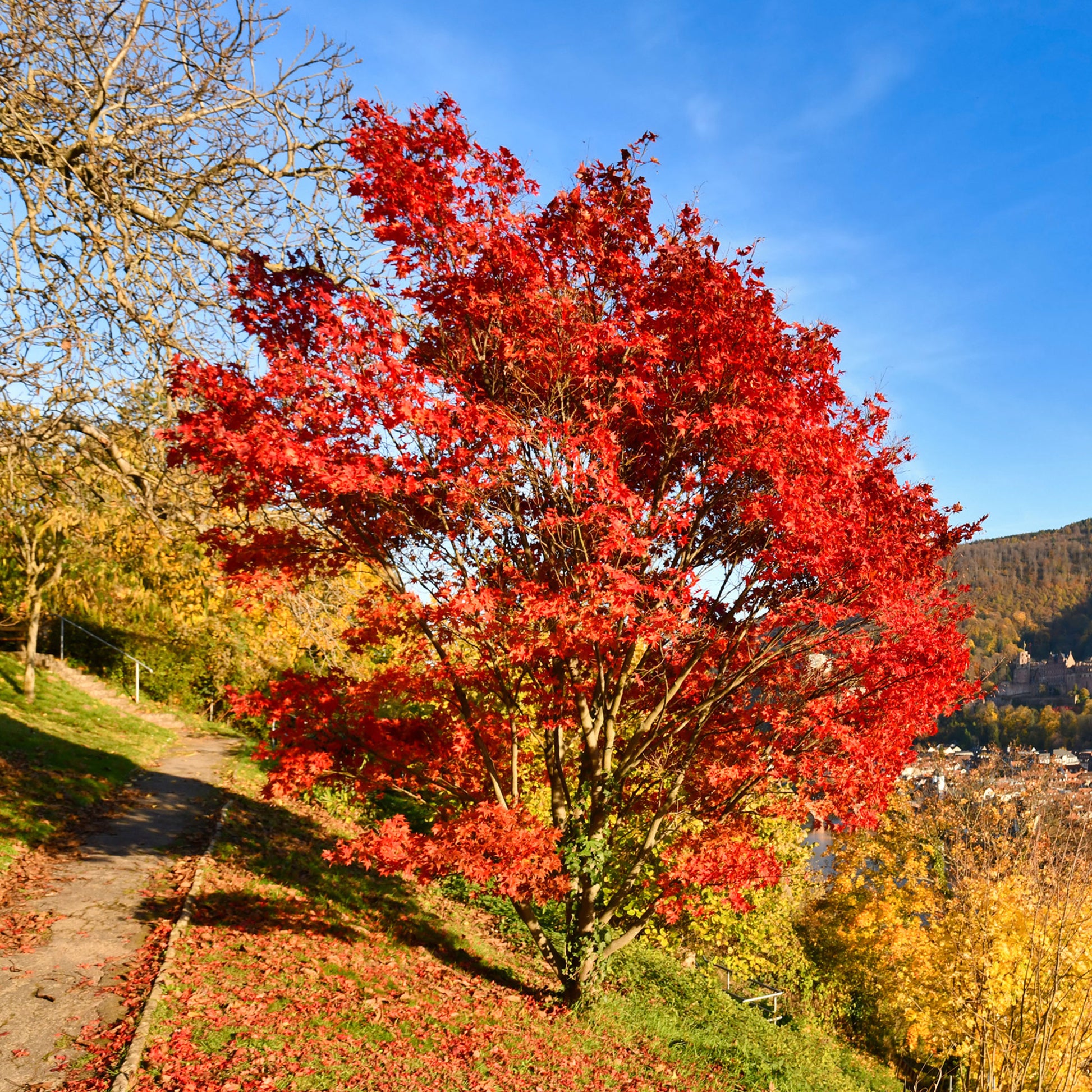 Feuerahorn - Acer ginnala - Bakker