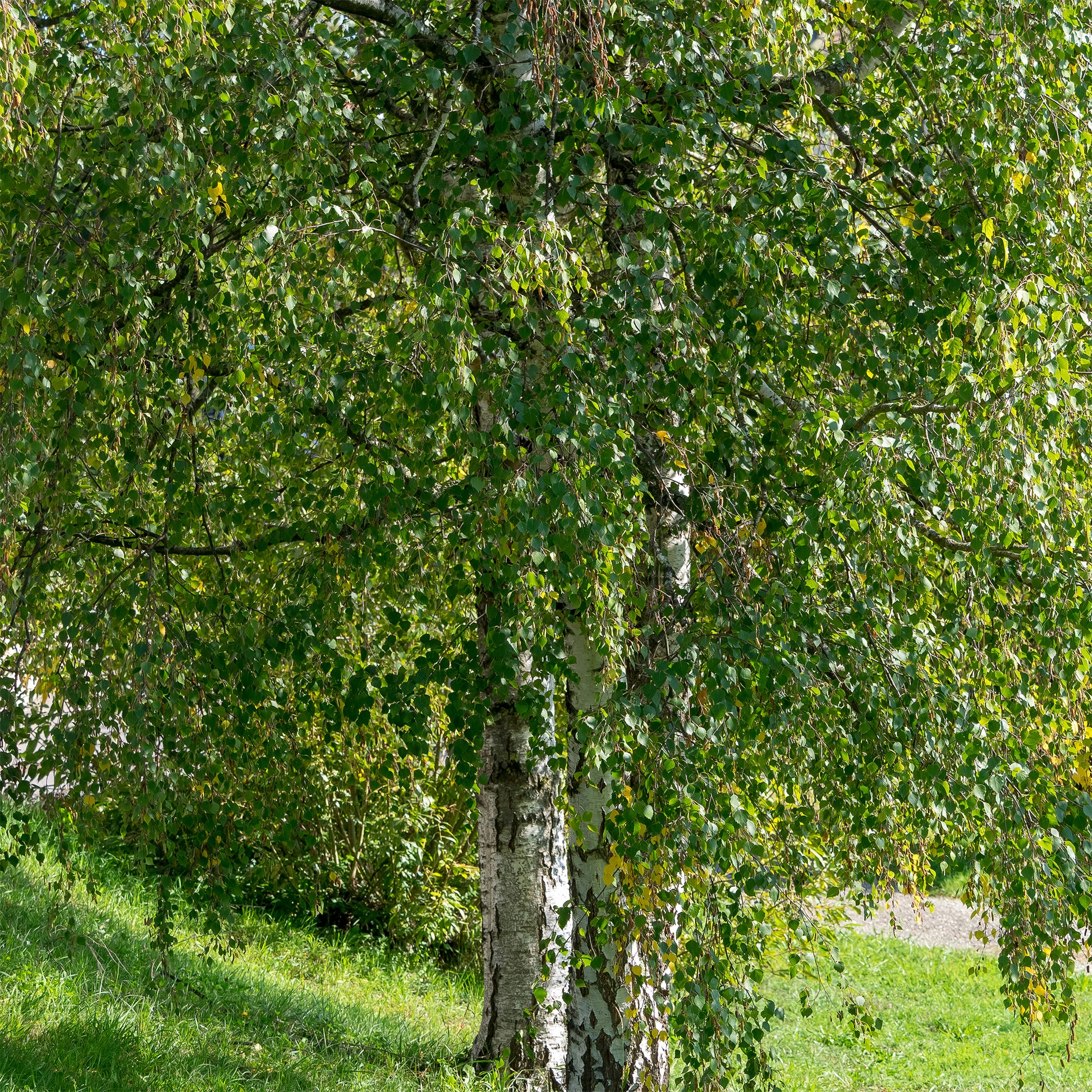 Hänge-Birke - Bäume - Bakker