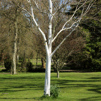 Himalaya-Birke - Betula utilis - Bakker