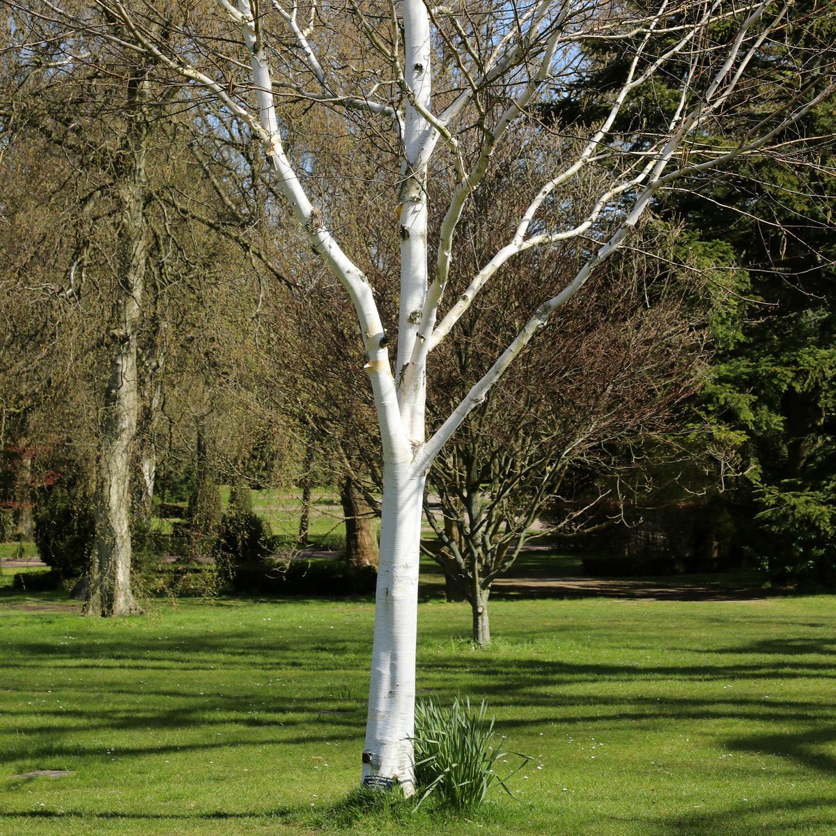 Himalaya-Birke - Betula utilis - Bakker