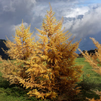 Japanische Lärche - Larix kaempferi - Bakker