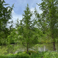 Lärche - Japanische Lärche - Larix kaempferi