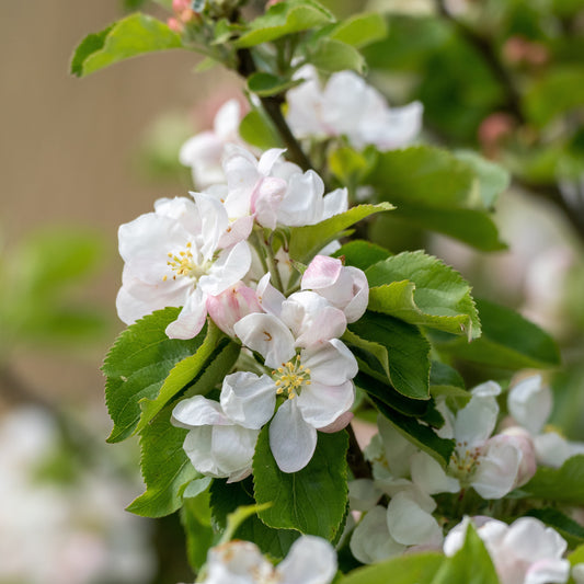 Holzapfel  - Malus sylvestris - Gartenpflanzen