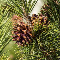 Kiefer - Waldkiefer - Pinus sylvestris