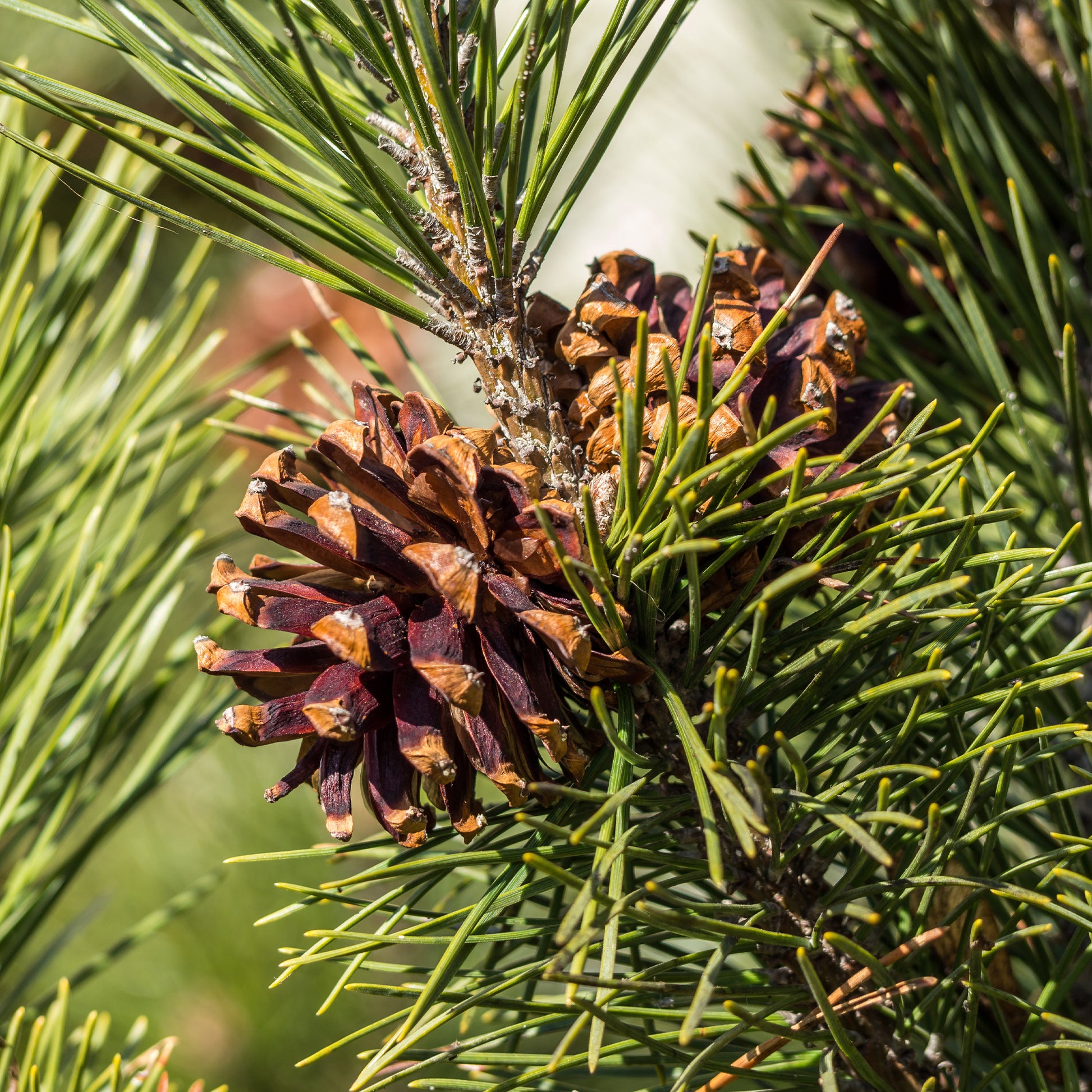 Kiefer - Waldkiefer - Pinus sylvestris