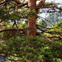 Pinus sylvestris - Waldkiefer - Kiefer