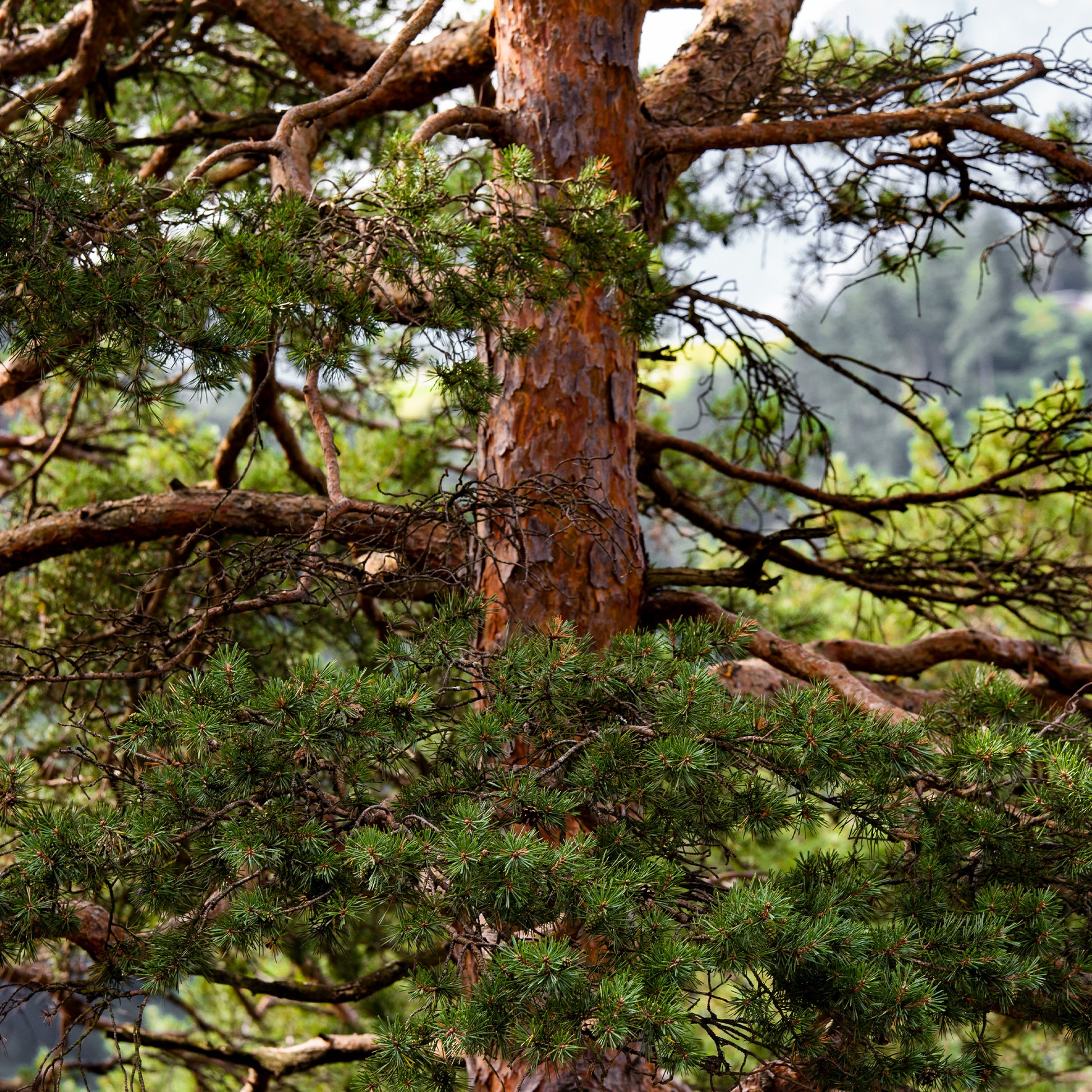 Pinus sylvestris - Waldkiefer - Kiefer