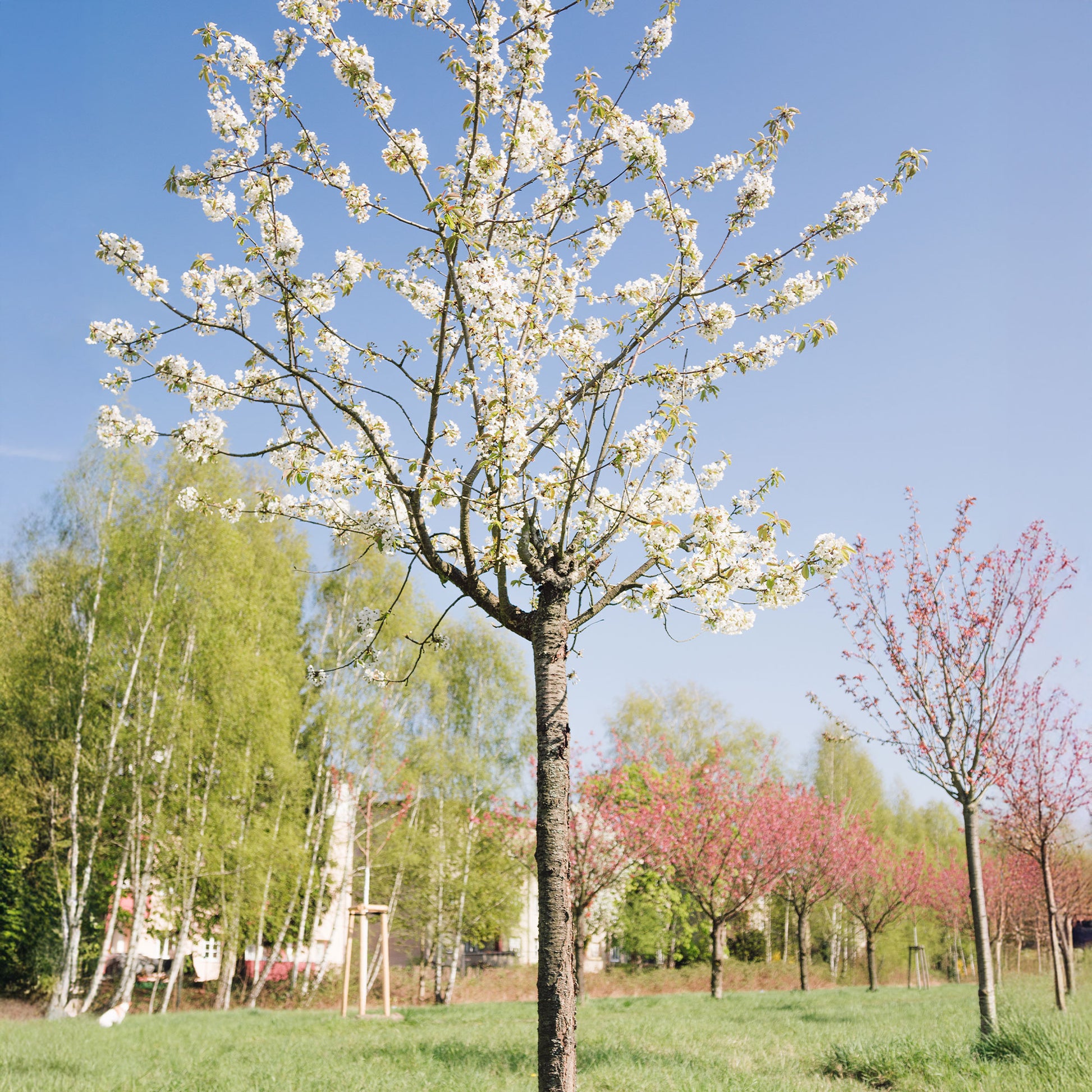 Vogelkirsche - Prunus avium - Bakker