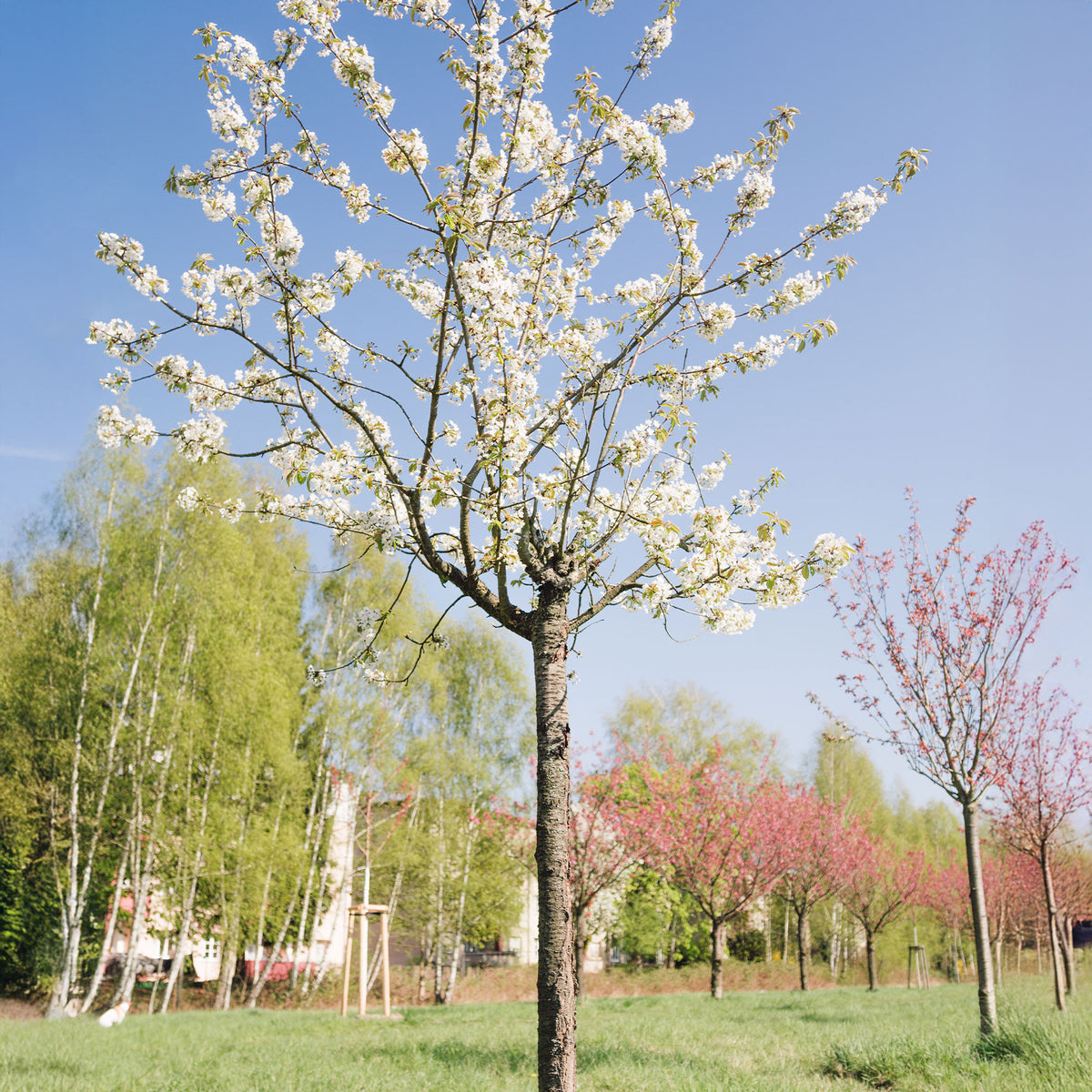 Vogelkirsche - Prunus avium - Bakker