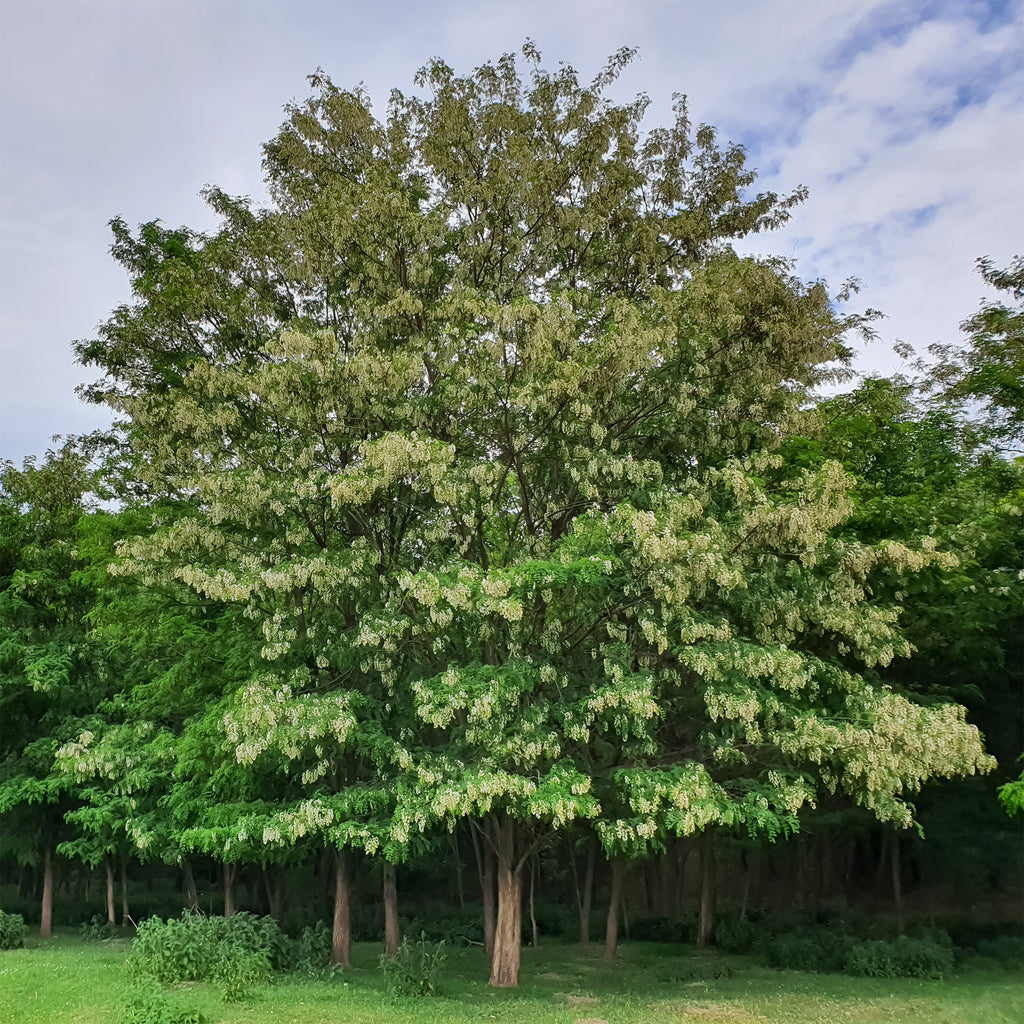 pflanzstäbe robinie Robinie - Robinia pseudoacacia