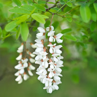 Blühende Bäume - Robinie - Robinia pseudoacacia