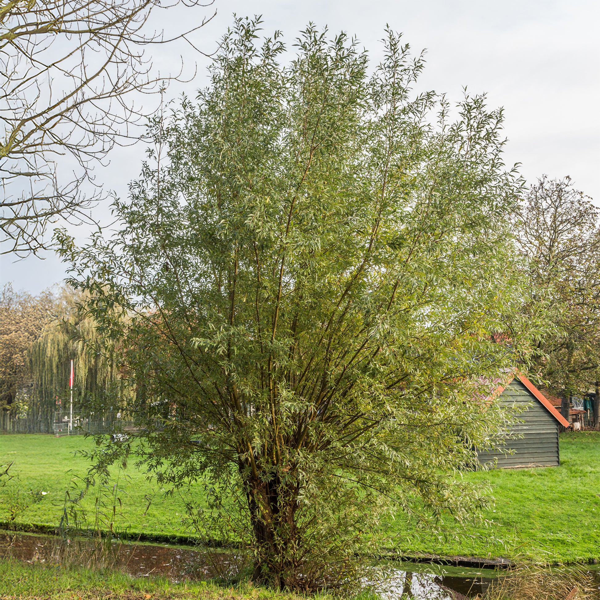 Silberweide - Salix alba - Bakker