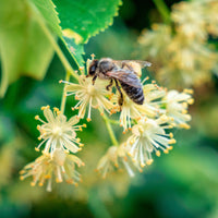 Linde - Winterlinde - Tilia cordata