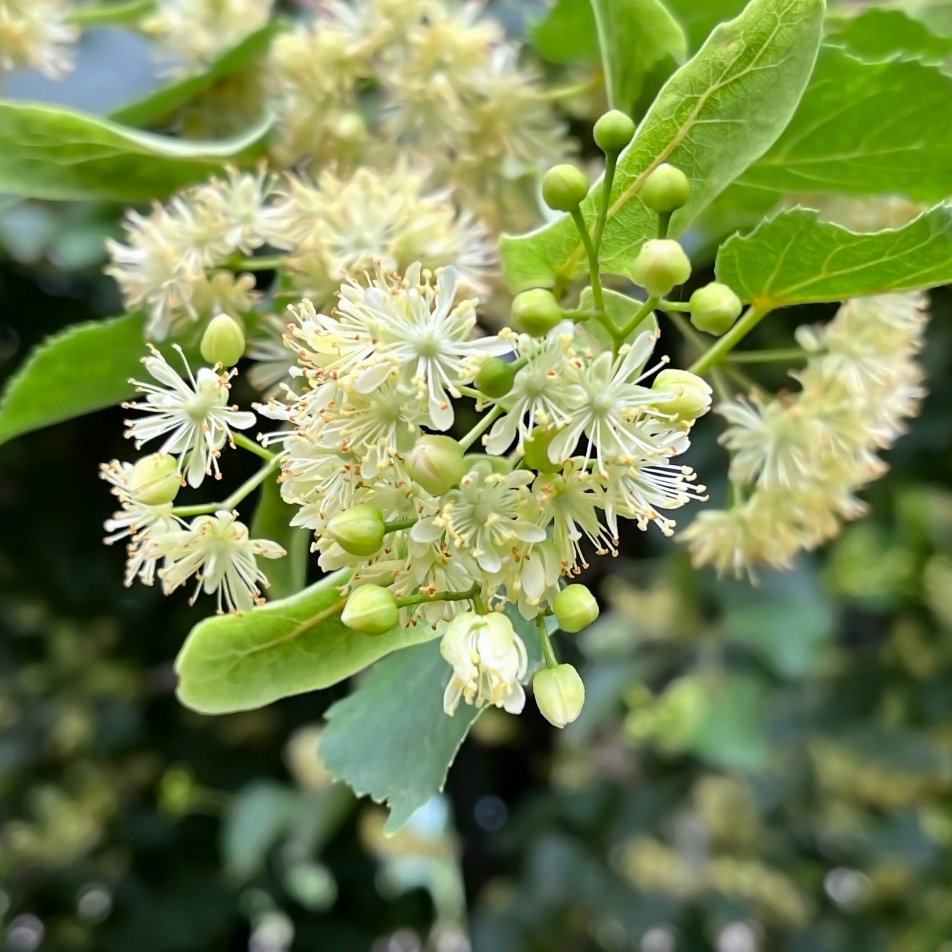 Winterlinde - Tilia cordata - Bakker