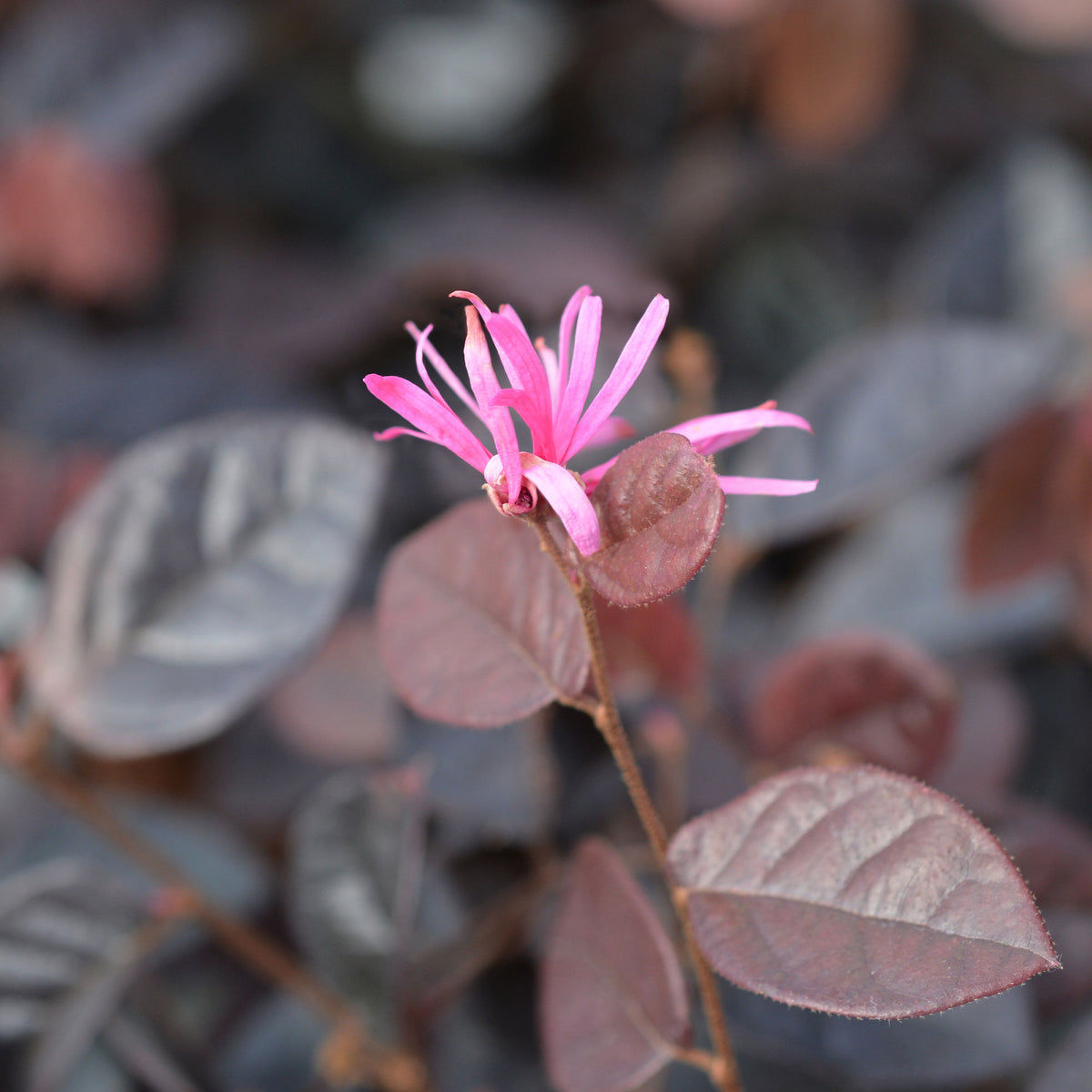 Riemenblüte Fire Dance - Loropetalum chinense Fire Dance - Bakker