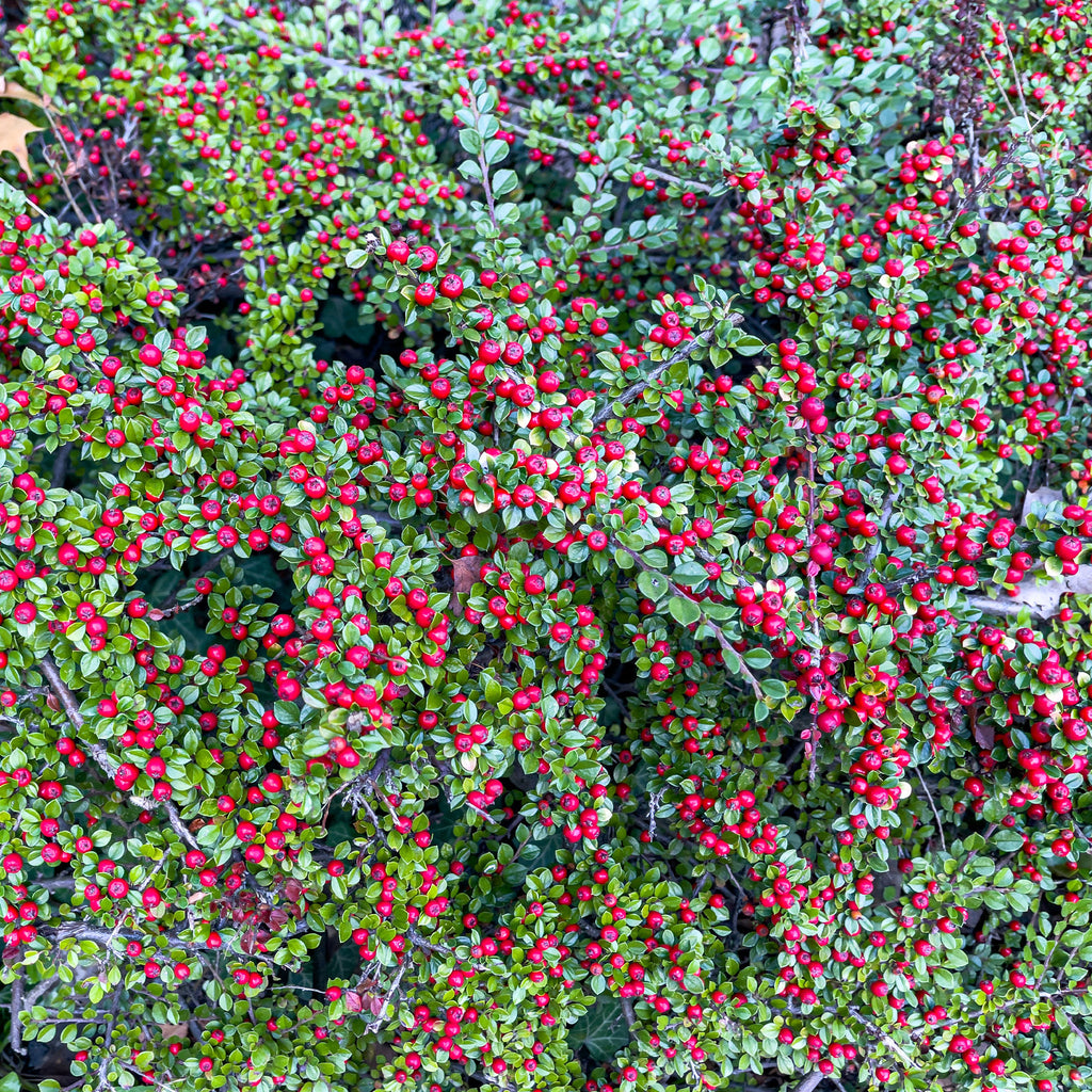 Fächer-Zwergmispel - Cotoneaster horizontalis