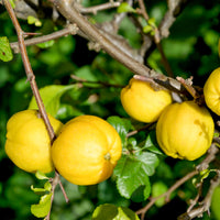 Zierquitte Crimson and Gold - Chaenomeles superba Crimson and Gold - Bakker