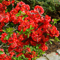 Chaenomeles superba Crimson and Gold - Zierquitte Crimson and Gold - Blühende Sträucher