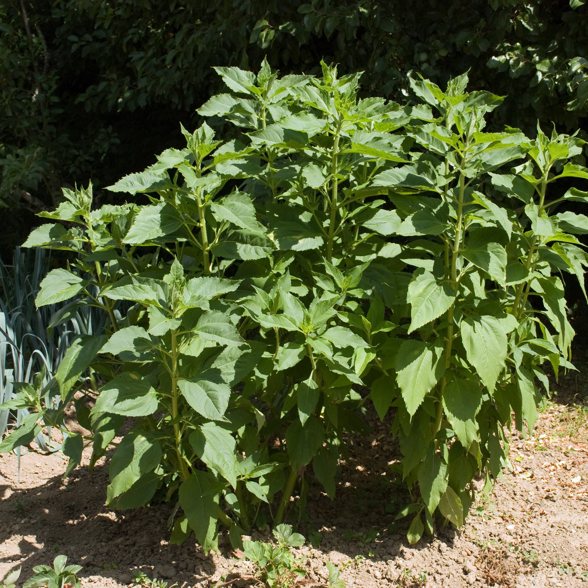 Kartoffelpflanzen - Violette Topinambur (x5) - Helianthus tuberosus