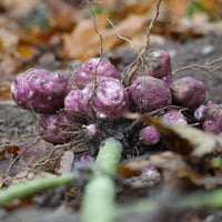 Helianthus tuberosus - Violette Topinambur (x5) - Kartoffelpflanzen