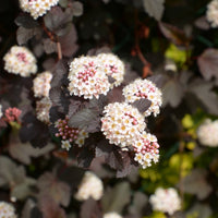 Verkauf Fasanenspiere Red Baron - Physocarpus opulifolius Red Baron