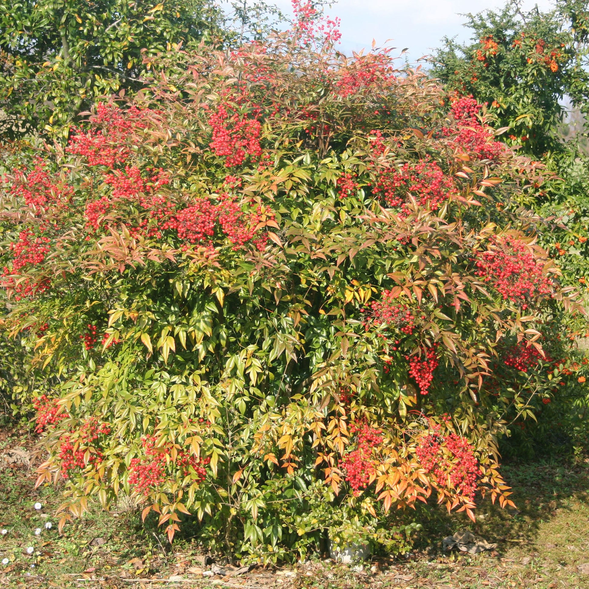 Himmelsbambus 'Gulf Stream' - Nandina domestica Gulf Stream