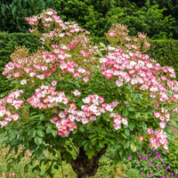 Rose Ballerina - Rosa ballerina - Bakker