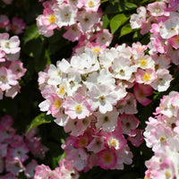 Duftrosen - Rose Ballerina - Rosa ballerina