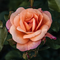Beetrose Aprikola® - Rosa Aprikola ® - Bakker